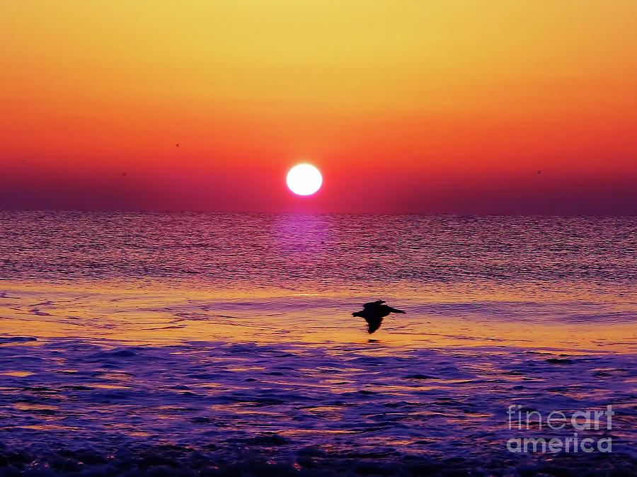 Pelican Sunrise Photograph by D Hackett