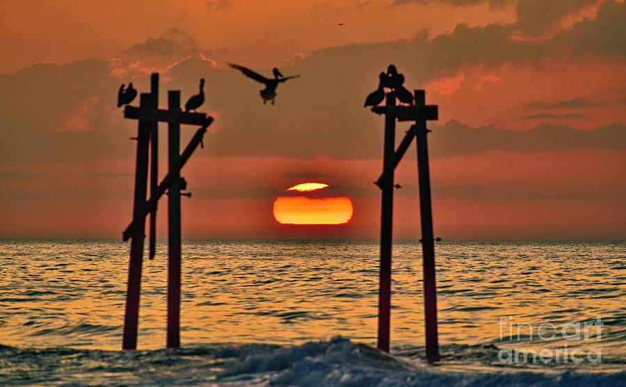 Pelican Sunrise Photograph by DJA Images