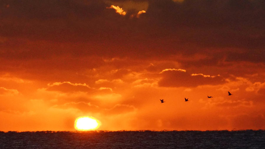 Pelican Sunrise Photograph by Lawrence S Richardson Jr