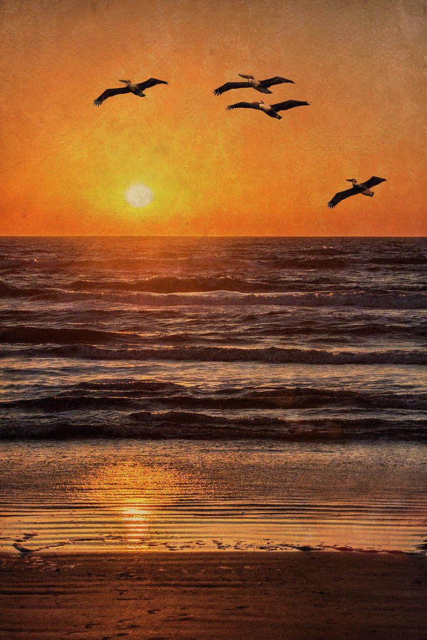 Pelican Sunrise Photograph by Patti Deters