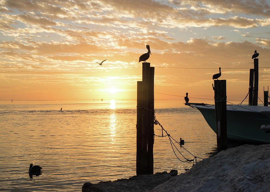 Pelican offers at Sunrise