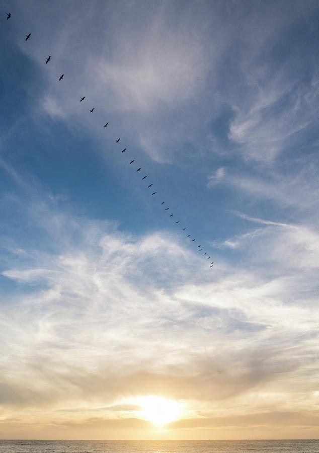 Pelican Sunset Photograph by Alex Lapidus