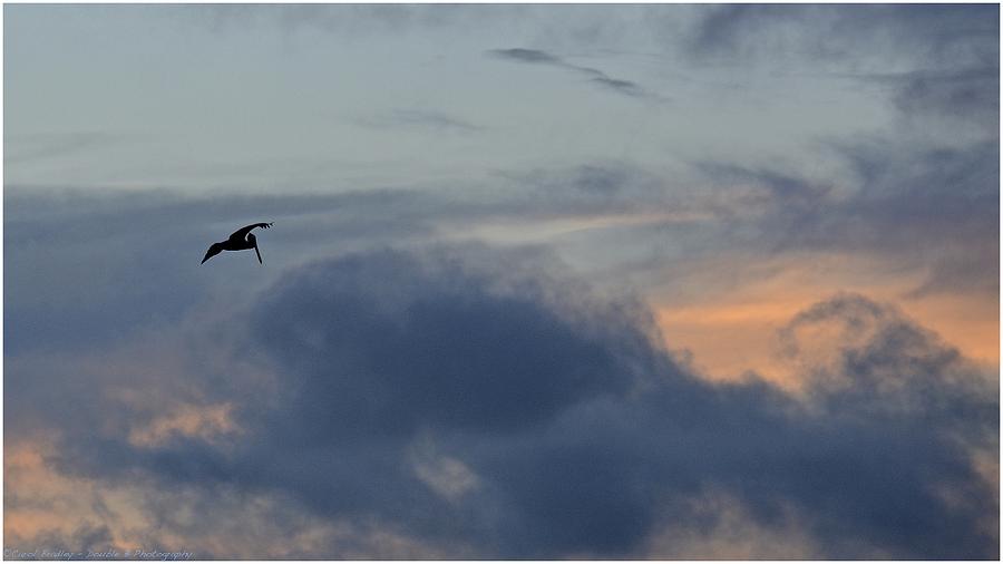 Pelican Sunset Photograph by Carol  Bradley