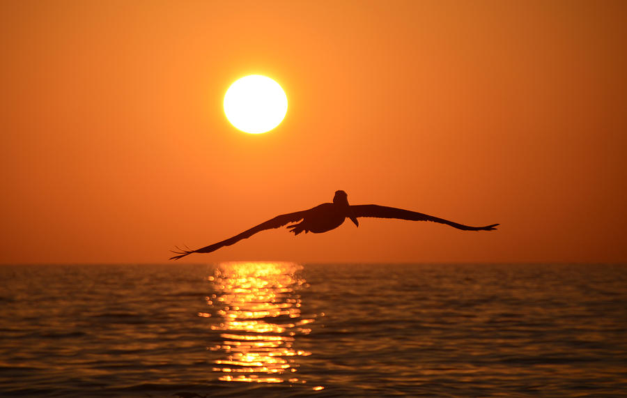 Pelican sunset Photograph by David Lee Thompson