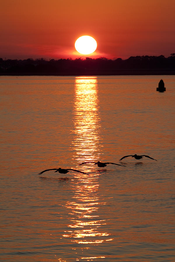 Sunset Photograph - Pelican Sunset by Dustin K Ryan