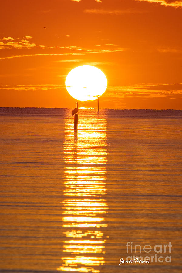 Pelican Sunset Photograph by Metaphor Photo