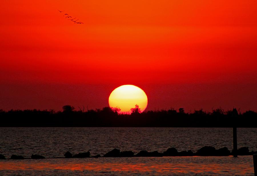 Pelican Sunset Photograph by Michiale Schneider