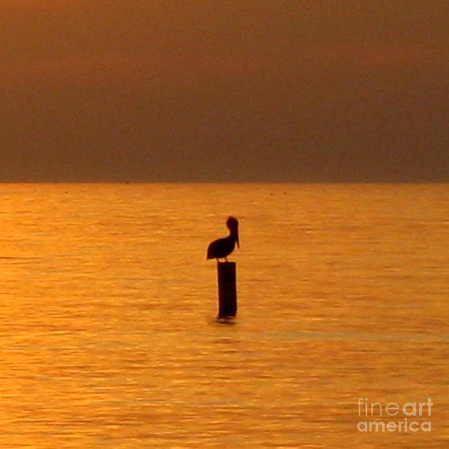 Pelican Photograph - Pelican Sunset by Patricia Januszkiewicz