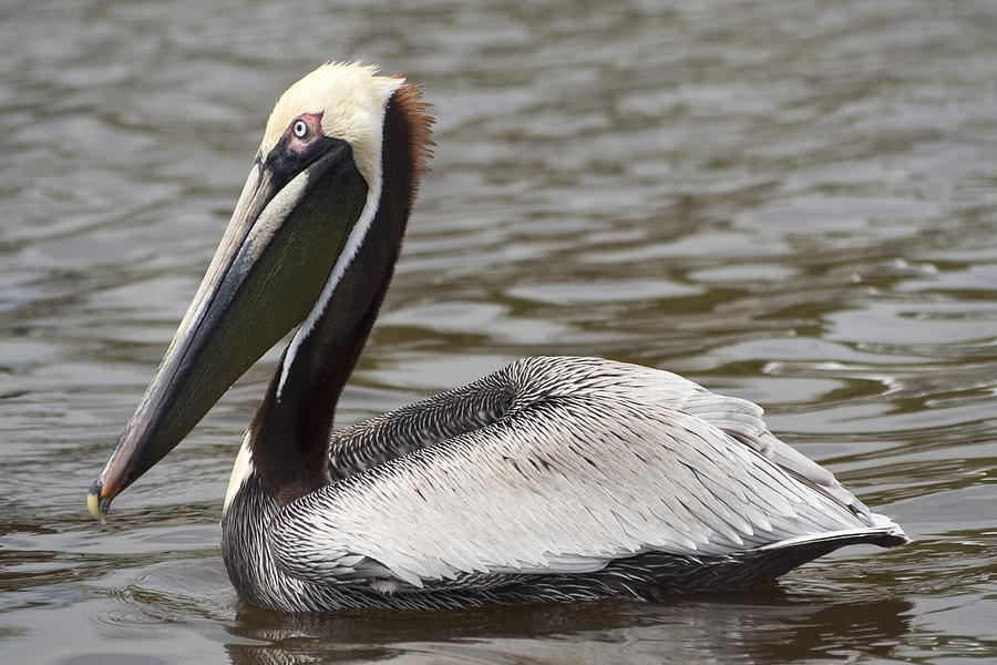 Pelican Photograph by Sven Brogren