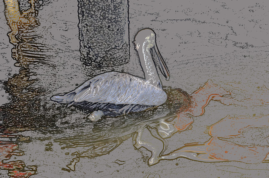 Pelican Swim III Color Pencil Digital Art by Jody Lovejoy