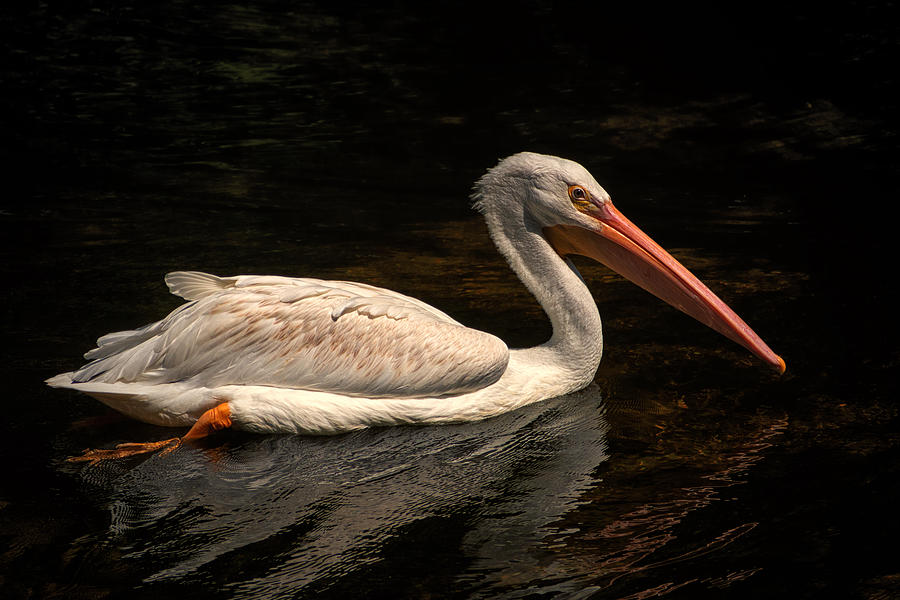 Pelican Swimming in Salisbury Photograph by Bill Swartwout
