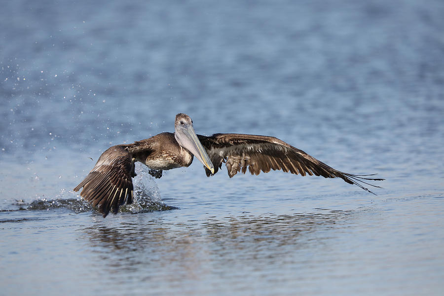 Pelican takeoff Photograph by Jack Nevitt