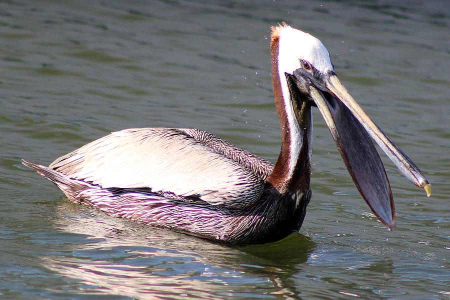 Pelican Talk Photograph