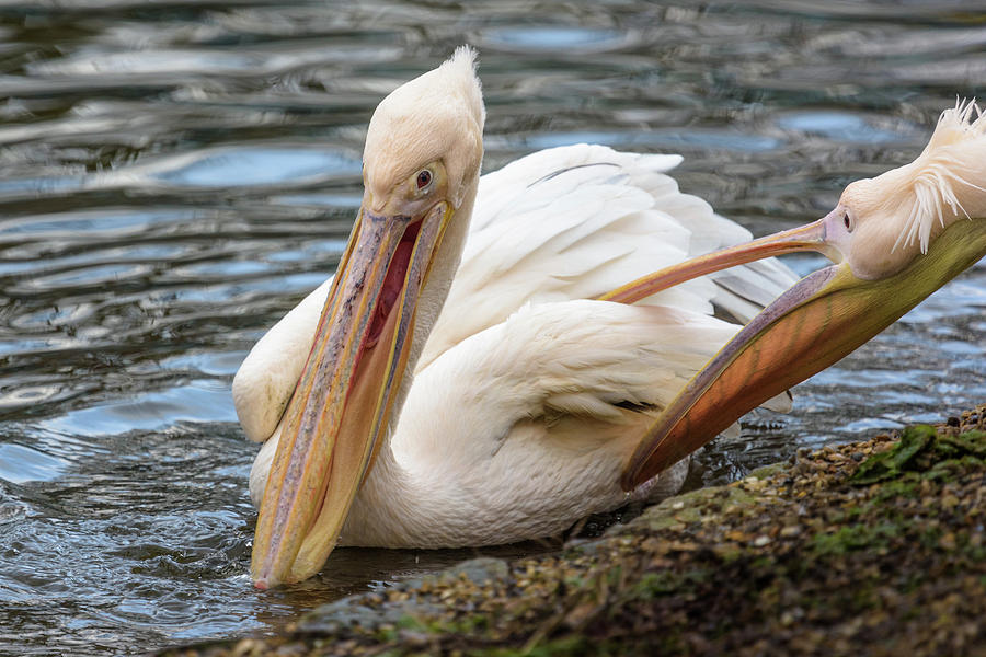 Pelican Tickle Photograph by Matt Malloy