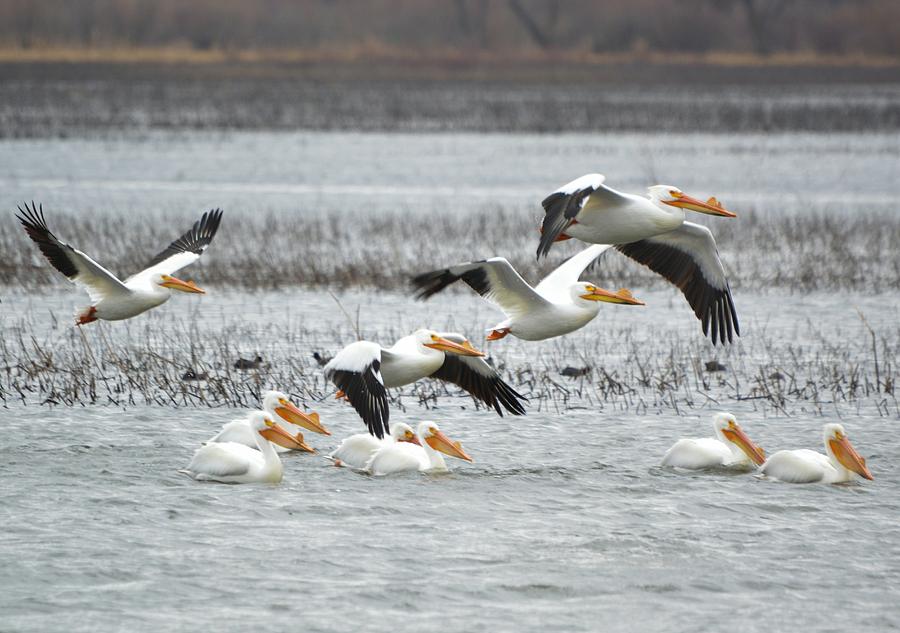 Pelican Travels Photograph by Bonfire Photography