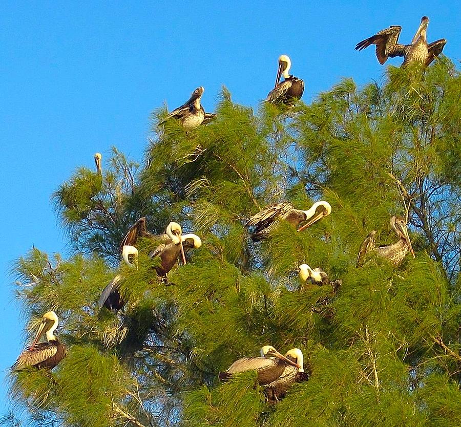 Pelican Tree Photograph by Betty Buller Whitehead