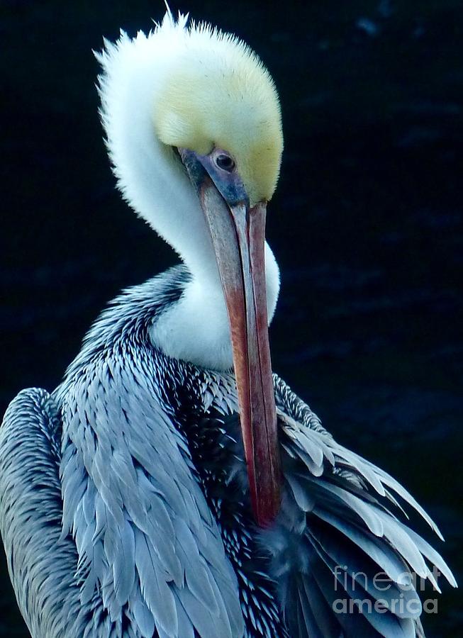 Migratory Bird Photograph - Pelican Turn  by Susan Garren