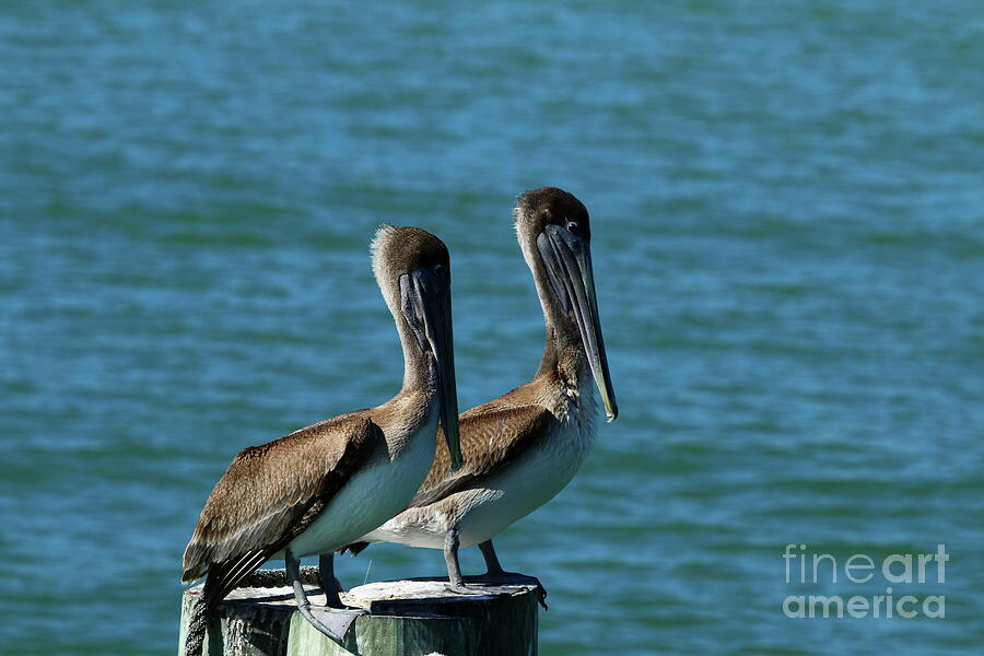 Pelican Twins Photograph by Christiane Schulze Art And Photography