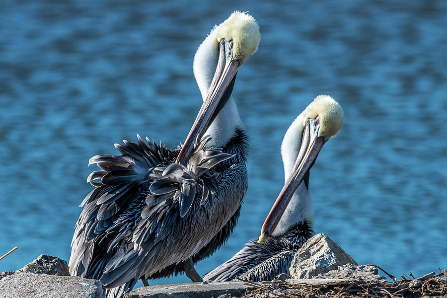 Pelican Twins Photograph by Paul Freidlund