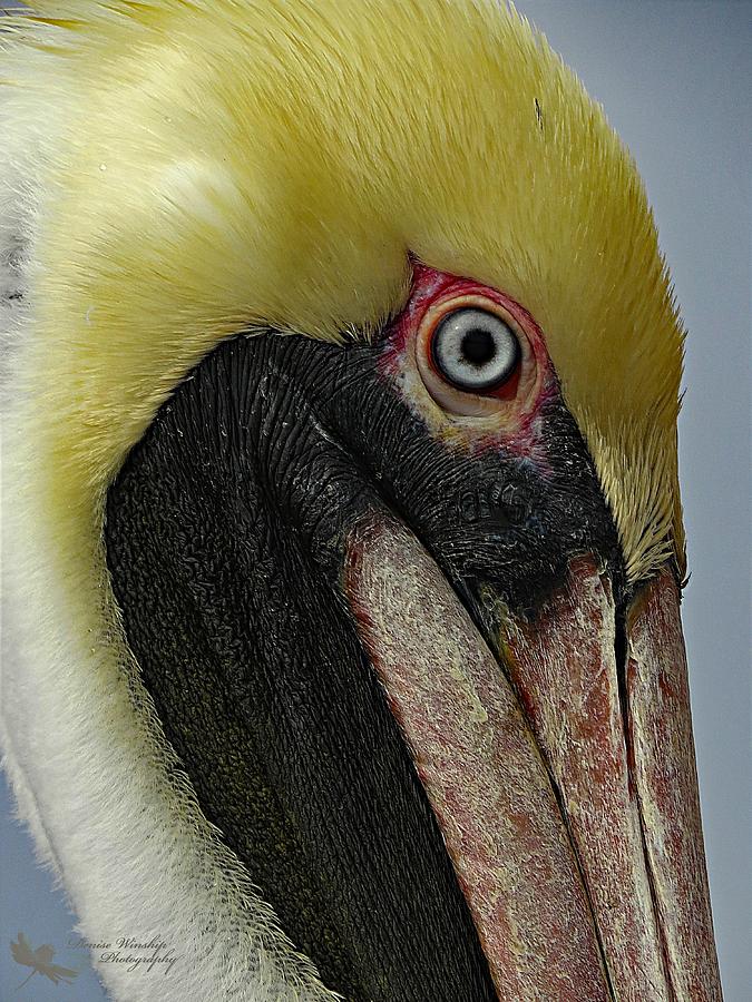 Pelican Up Close and Personal Photograph by Denise Winship