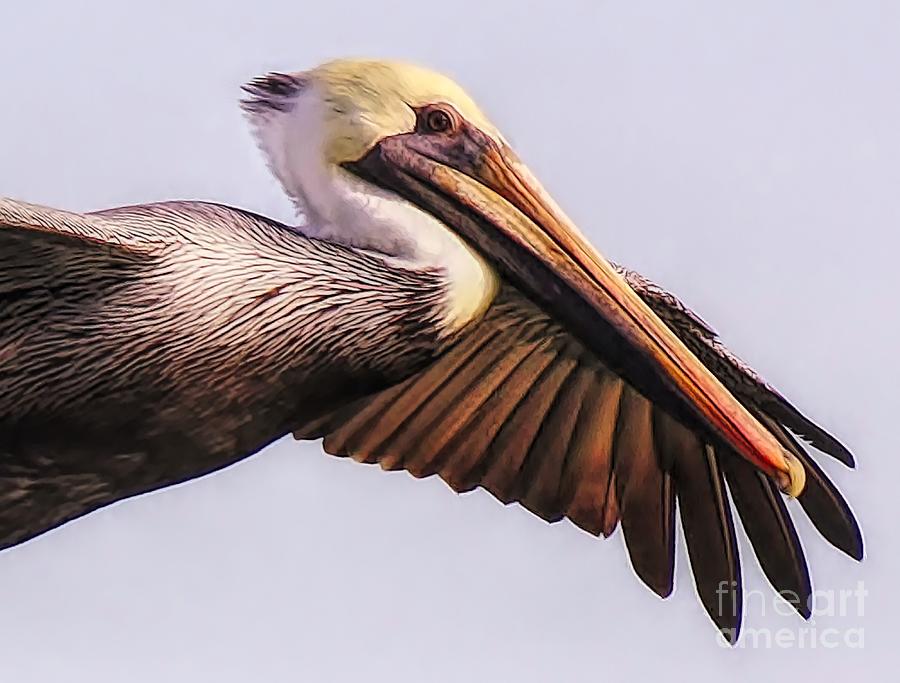 Pelican Up Close In Flight Photograph by Paulette Thomas - Fine Art America