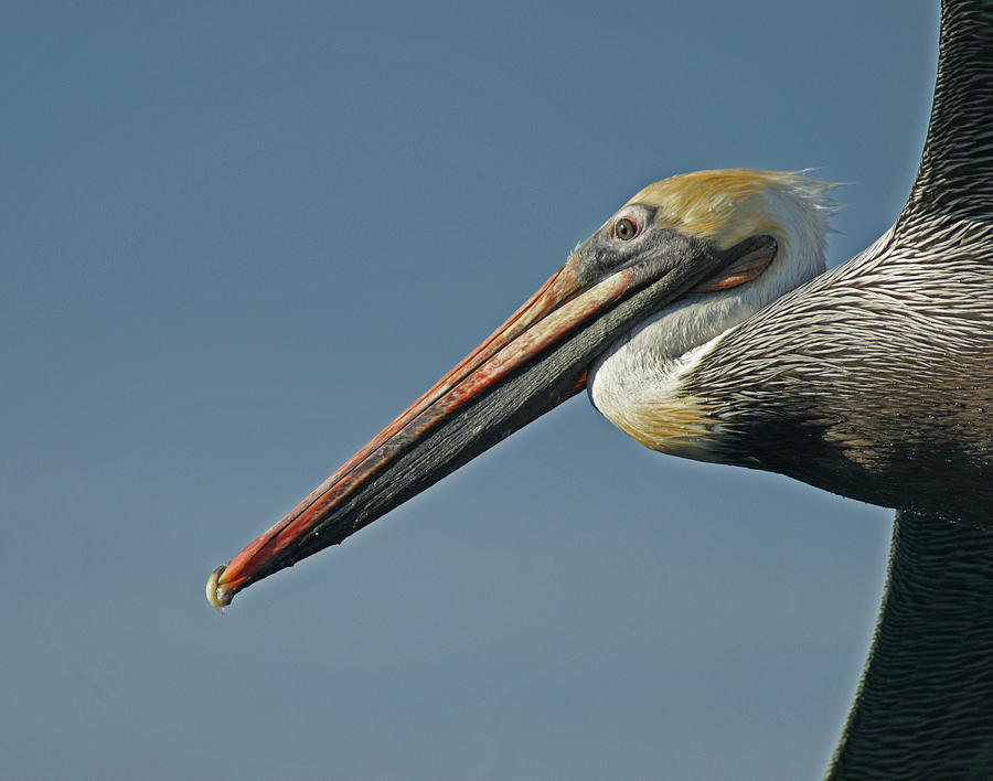 Pelican Upclose Photograph by Ernest Echols