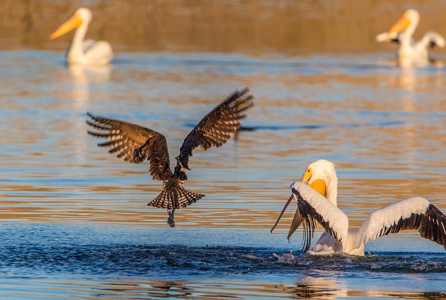 Pelican VS Osprey Photograph by Marc Crumpler