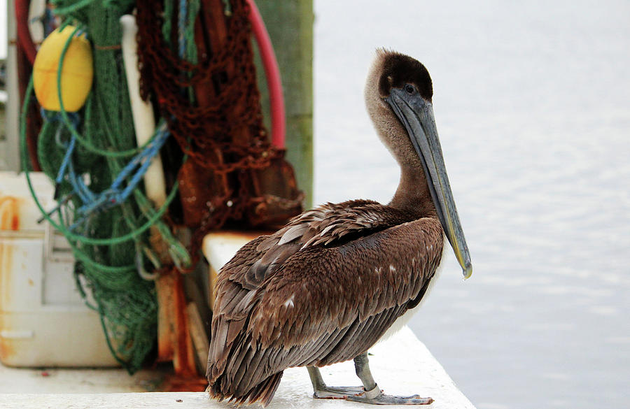 Pelican Waiting On Seafood Photograph by Cynthia Guinn