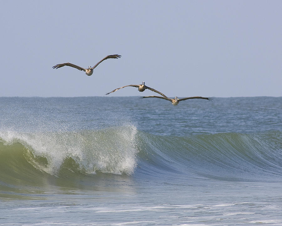 Pelican Wave Photograph by Alan Raasch