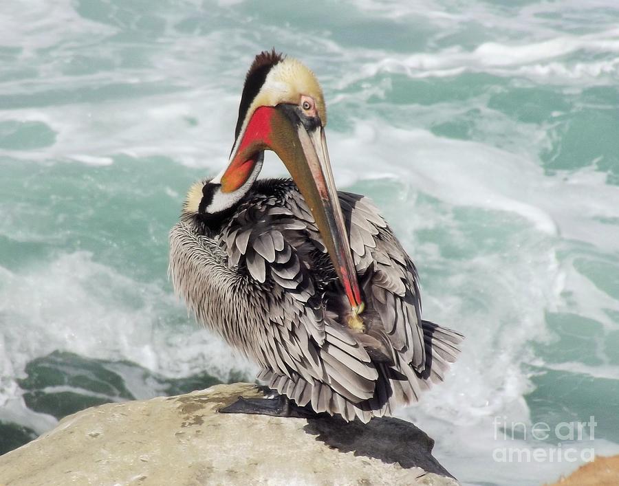 Pelican Wave Photograph