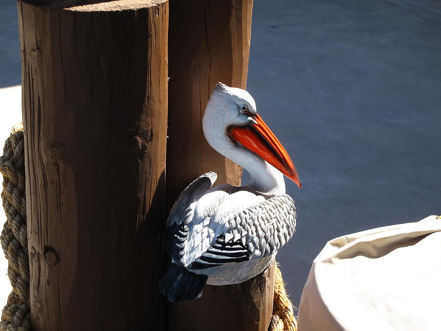 Pelican With An Attitude Photograph by Lessandra Grimley