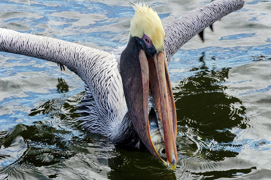 Pelican with fish  Photograph by Wolfgang Stocker