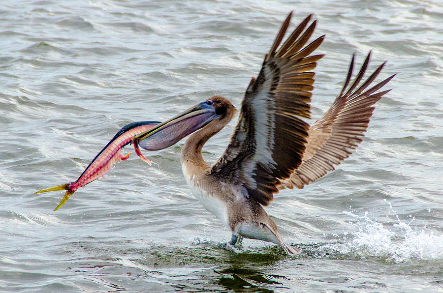 Pelican with lunch Photograph by Wolfgang Stocker
