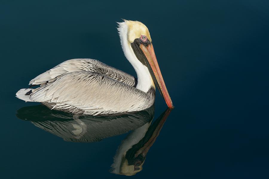 Pelican With Reflection Photograph by Bradford Martin