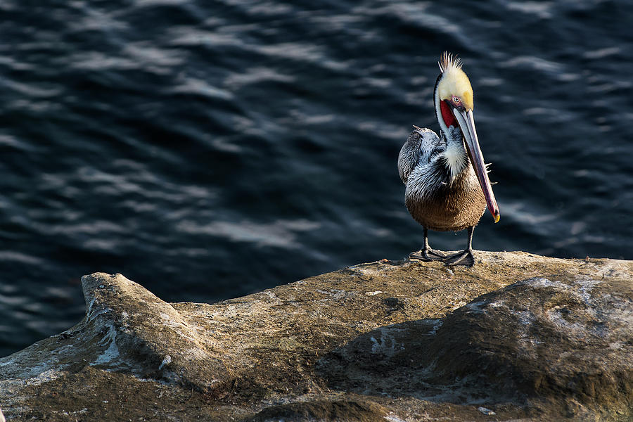 Pelican1 Photograph by James David Phenicie