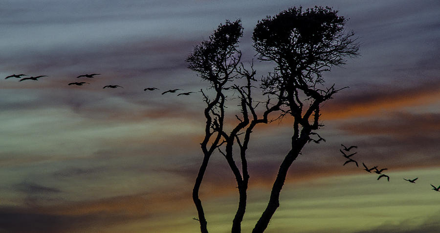 Sunset Photograph - Pelicanos in Flight by Mary Hahn Ward