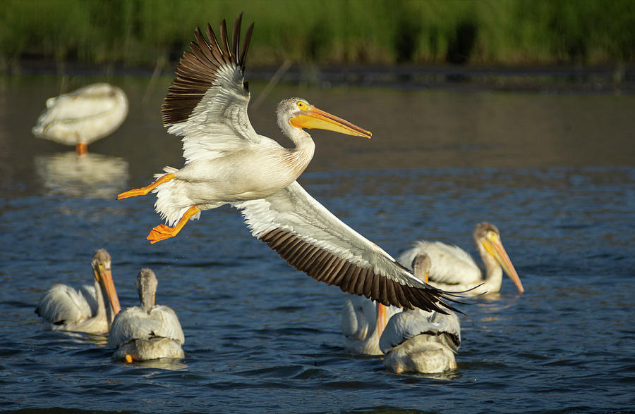 Pelicans 1 Photograph by Rick Mosher
