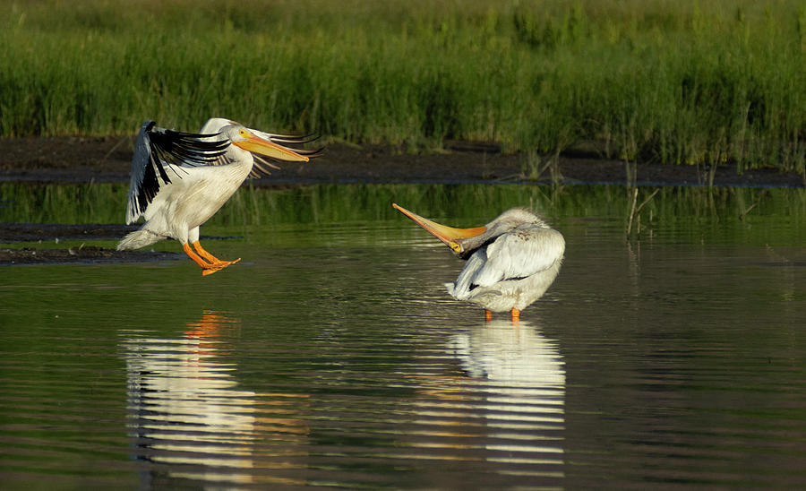 Pelicans 2 Photograph by Rick Mosher