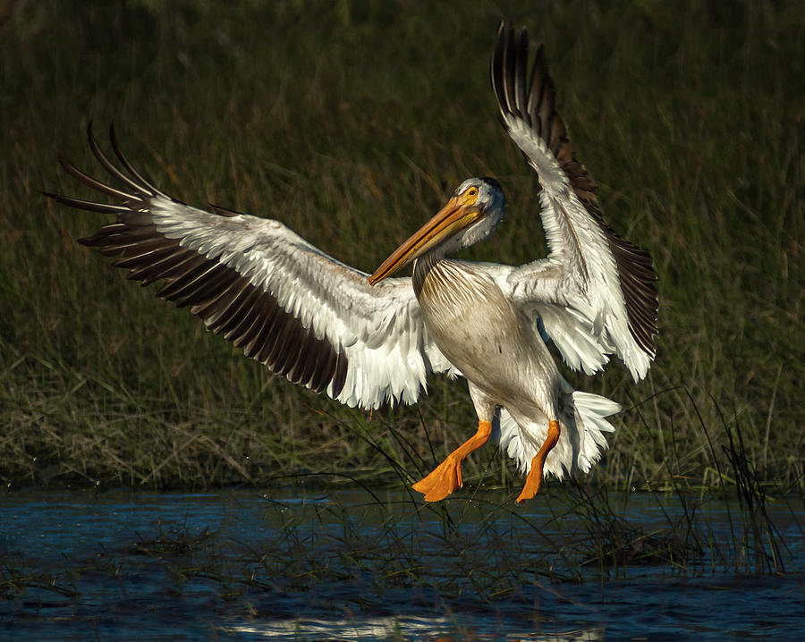 Pelican Photograph - Pelicans 4 by Rick Mosher