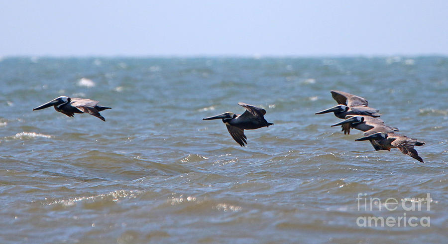 Bird Photograph - Pelicans  4025 by Jack Schultz