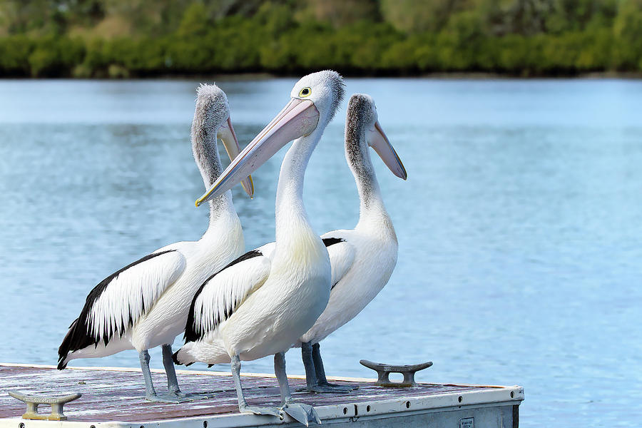 Pelicans 6663. Photograph by Kevin Chippindall