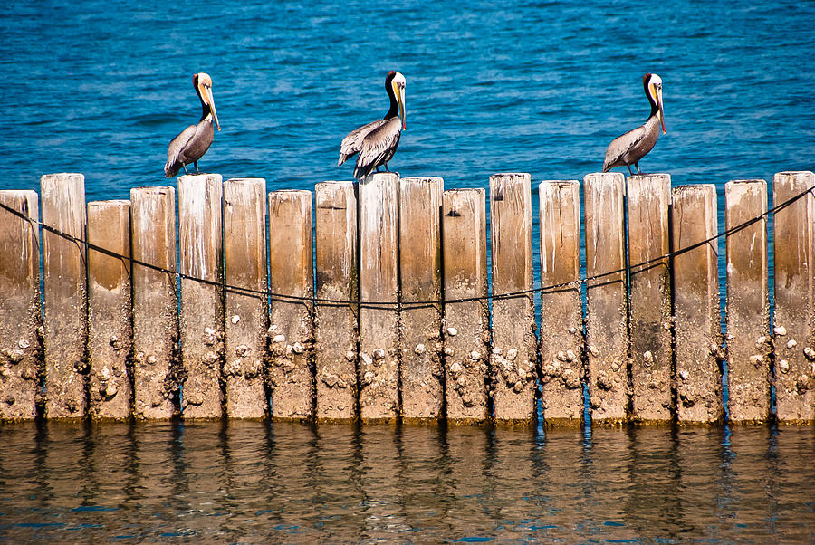 Pelicans Photograph