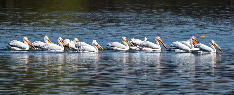 Pelicans All In A Row Photograph by Ira Marcus