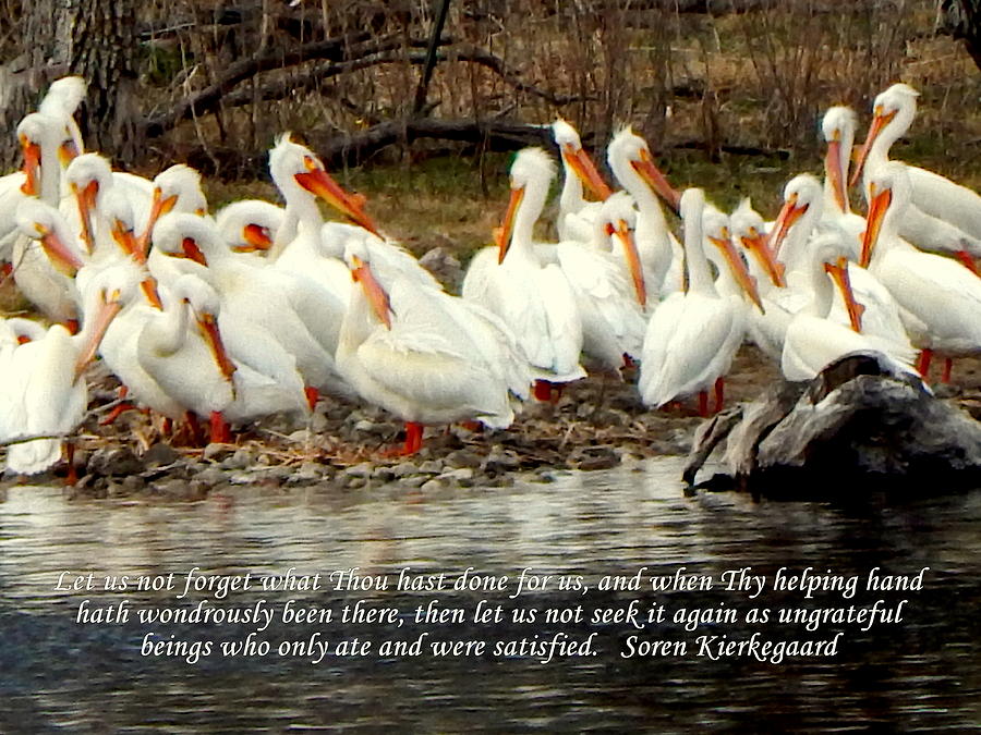 Pelicans and a Prayer of S. Kierkegaard Photograph by Curtis Tilleraas