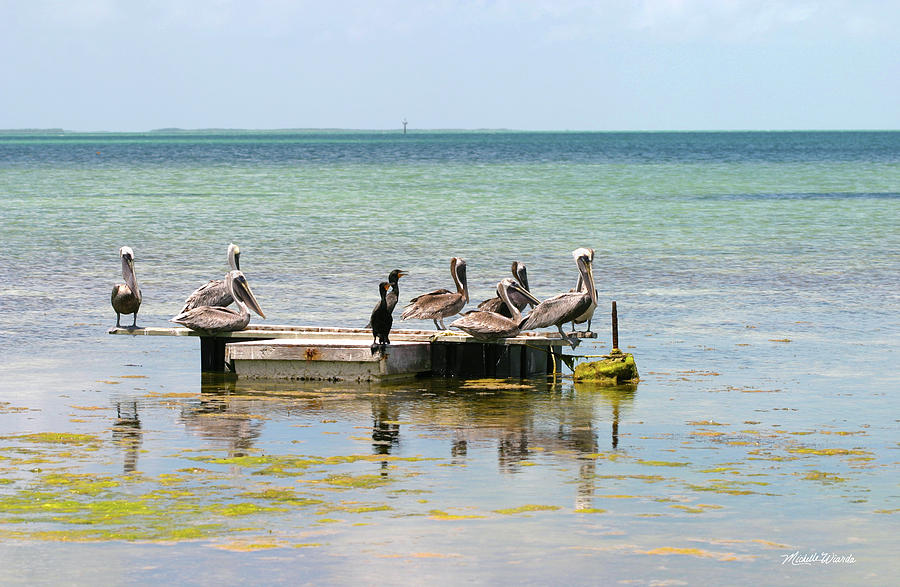 Anhinga Photograph - Pelicans and Anhingas in Islamorada Florida by Michelle Constantine