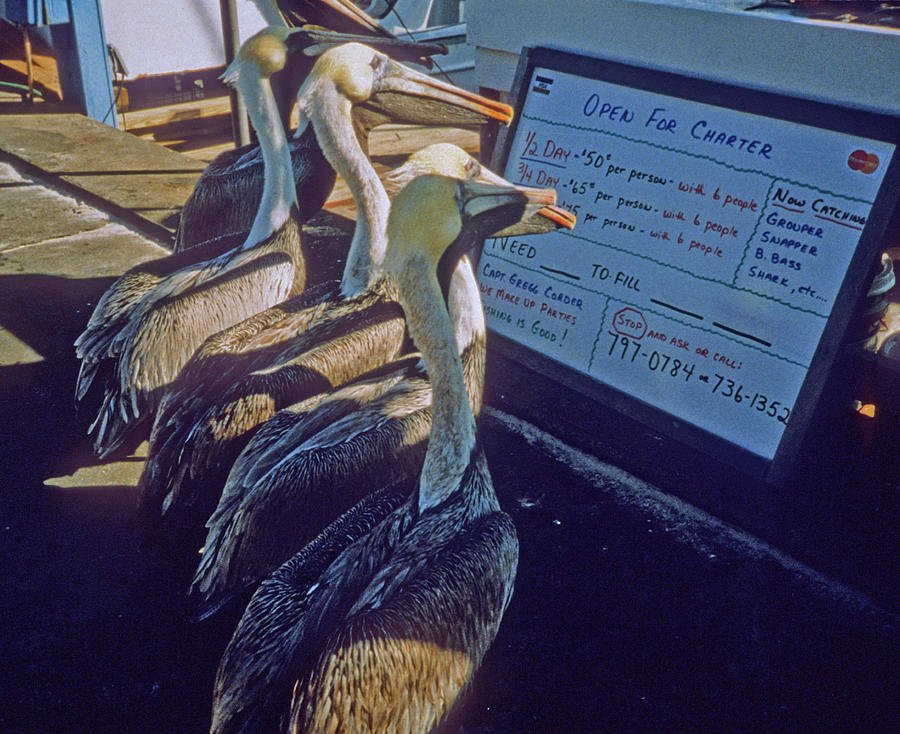 Pelicans and the Menu Photograph by Frank DiMarco