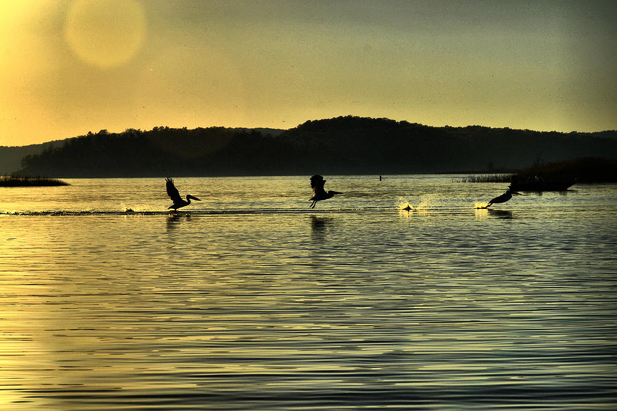 Sunset Photograph - Pelicans by Andy Wisdom