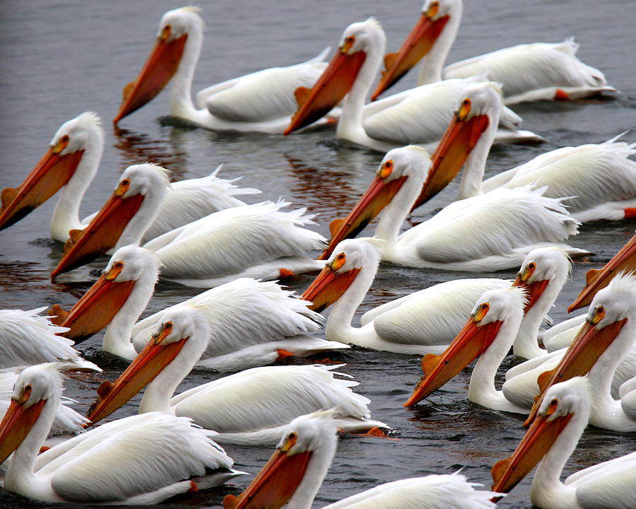 Pelicans Photograph by Arvin Miner