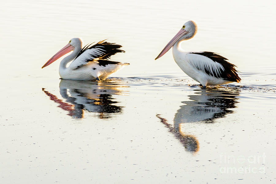 Pelicans at Dusk Photograph by Werner Padarin