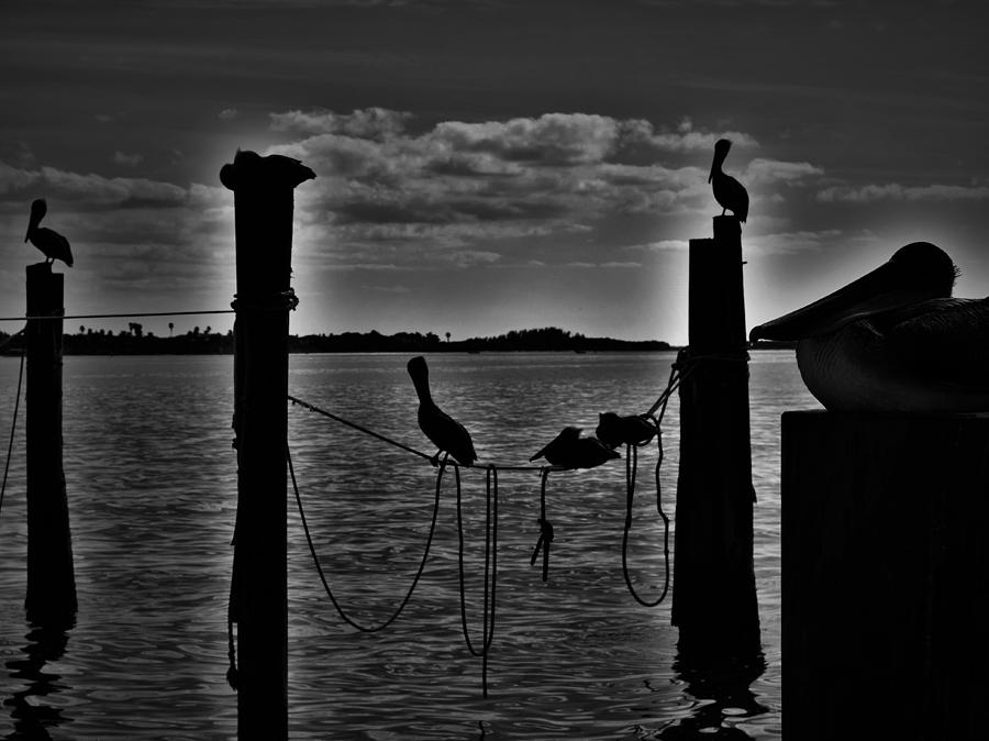Pelicans at End of the Day, Black and White Photograph by Mark Mitchell